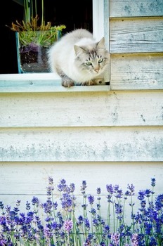 cat ネコと窓.jpg