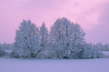 trees-冬 yuki2.jpg
