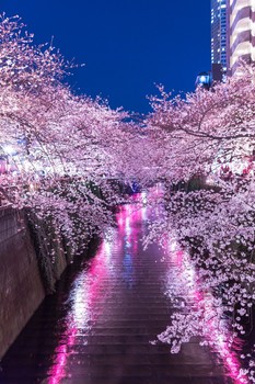 yozakura 提灯の反射と目黒川満開の夜桜b.jpg